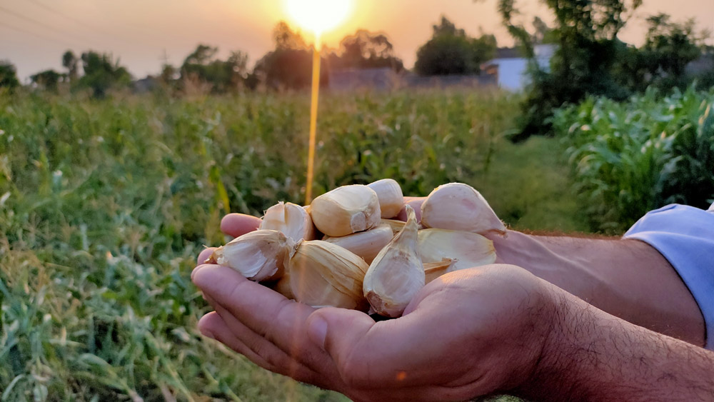 G1 Garlic price in pakistan